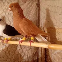 زرد دم سفید|پرنده|اسفرورین, |دیوار