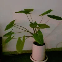 گل ها|گل و گیاه طبیعی|سنندج, |دیوار