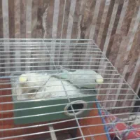 قیمت700 مرغ عشق