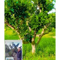 هرس تکنیکی درختان سیاه ریشه و مرکبات و گیاهان