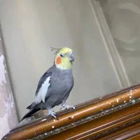 عروس هلندی مولد نر|پرنده|تهران, امیریه|دیوار