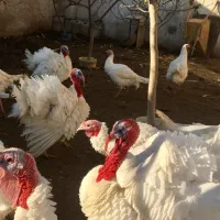 بوقلمون|حیوانات مزرعه|تهران, افسریه جنوبی|دیوار