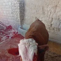 گوساله نر چاق ۵۵۰ یا بیشتر