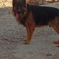 ژرمن نر