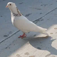 کفتر بوم پرشی