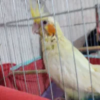 جوجه عروس هلندی لوتینو سرلاکی