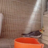 عروس هلندی سیامون|پرنده|مشهد, اقبال|دیوار