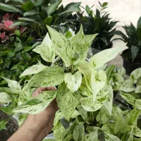 پتوس مرمری سایز متوسط پر برگ در فروشگاه خانه گلها