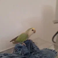 طوطی برزیلی|پرنده|سردشت, |دیوار