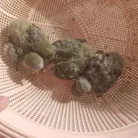 کوتوله اوپال برزیلی سرلاکی|پرنده|جهرم, |دیوار