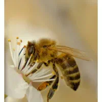 کندو زنبور عسل