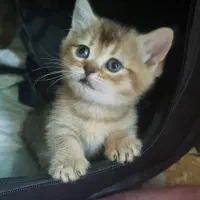 بچه گربه ناز بریتیش و اسکاتیش|گربه|اهواز, زیباشهر|دیوار