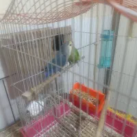 پرنده|پرنده|خمینی‌شهر, |دیوار