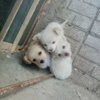 فروش توله های اشپیتز|سگ|شیروان (خراسان), |دیوار