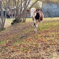 گوساله سیمنتال