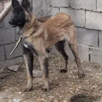 سگ نر مالینویز ۹ ماهه