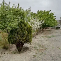 فروش زمین کشاورزی با کاربری مسکونی