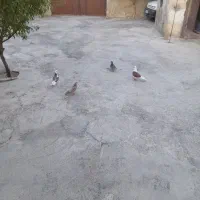 کبوتر