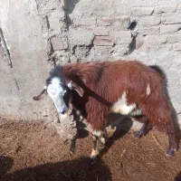 نیری بزرگ|حیوانات مزرعه|محمدیار, |دیوار