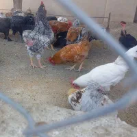 خروس و اردک|حیوانات مزرعه|فریمان, |دیوار