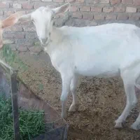 بز سانن اصل