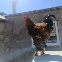 خروس برهما بوف