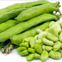 نخودفرنگی و باقلا با پوست  تحویل درب منزل