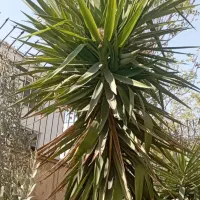 گل یوکا