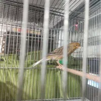 سهره قناری و دو عدد گلبسر