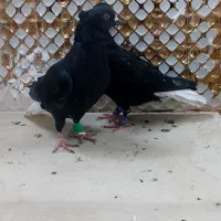 کبوتردم سفید|پرنده|مشهد, انصار|دیوار