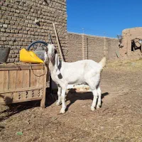 بز گلابی|حیوانات مزرعه|خلیل آباد, |دیوار