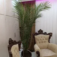 گل فونیکس|گل و گیاه طبیعی|بناب, |دیوار