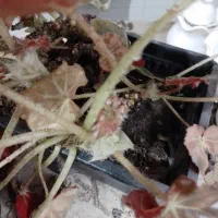 دوعددگل زیبابه همراه گلدان۲۵۰|گل و گیاه طبیعی|لنگرود, |دیوار