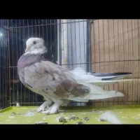 سرور نر،پشت هما،شازده سرور نر|پرنده|قم, چهل درخت‎|دیوار