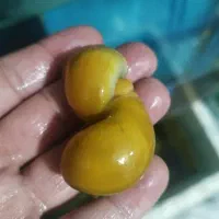 انواع ماهی و حلزون|ماهی|اراک, |دیوار