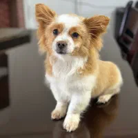 اشپیتز ۵ماهه