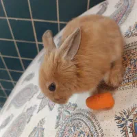 واگذاری بچه خرگوش