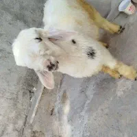 بره نره داشتی|حیوانات مزرعه|مسجد سلیمان, |دیوار