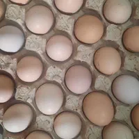 تخم مرغ محلی|خوردنی و آشامیدنی|رشت, پسیخان|دیوار