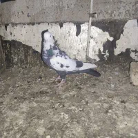 کفتر سینه|پرنده|شیراز, نصر|دیوار