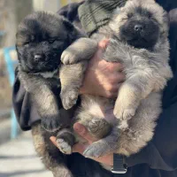 سگ قفقازی پدر و مادر وارداتی