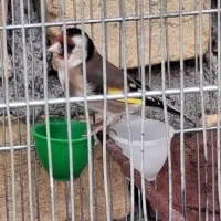 سهره ماده جوجه قفس دوساله کبوتر مرغ خروس وسیله