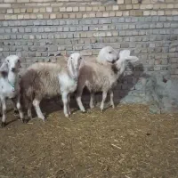 بره پلنگی  و افشار کله سفید|حیوانات مزرعه|بروجرد, |دیوار