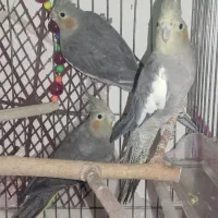 عروس هلندی باقفس