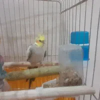 عروس هلندی نر|پرنده|محمدشهر, سیدآباد|دیوار