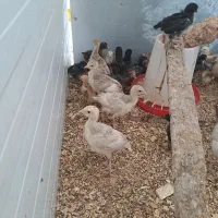 جوجه بوقلمون ،مرغ ،اردک