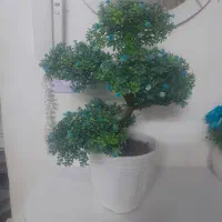 درختچه