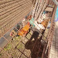 مرغ و خروس|حیوانات مزرعه|قزوین, |دیوار