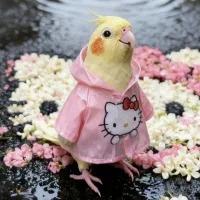 قبول سرپرستی کاسکو طوطی عروس هلندی مرغ مینا