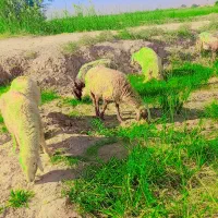 کوسفند درجه یک جفتی 18/000/000|حیوانات مزرعه|حمیدیه, |دیوار